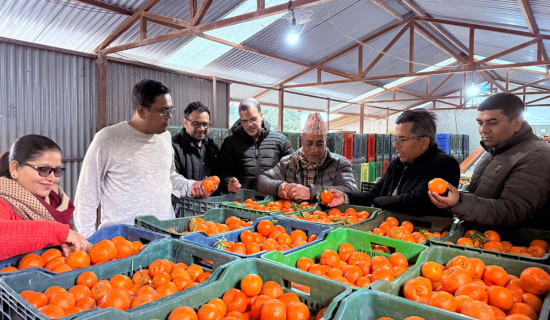 सुन्तला हेर्न आए बङ्गलादेशका व्यवसायी