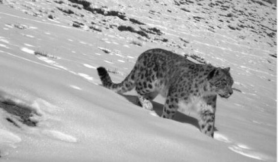 १२ नम्बर बेडबाट प्रसारित त्रास (निबन्ध)