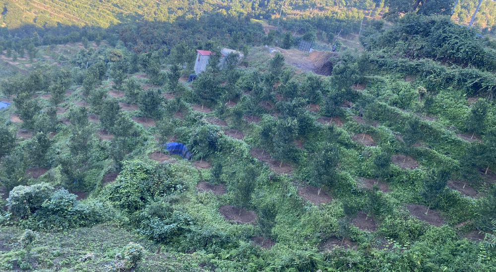 माग बढेपछि सुन्तला बगैँचा सुदृढीकरण कार्यक्रम सञ्चालन