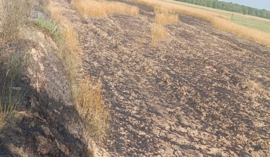 नयाँ वर्षको पहिलो दिन कालीगण्डकीमा स्नान गर्नेको घुइँचो