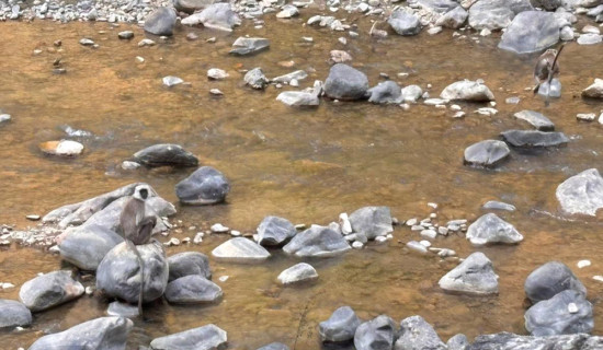 सवारी दुर्घटनामा घाइते प्रहरी निरीक्षक लामाको मृत्यु