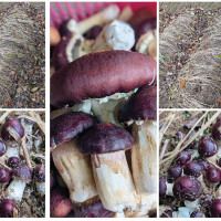 भएन ऐन कार्यान्वयन,बढ्यो प्रदूषण