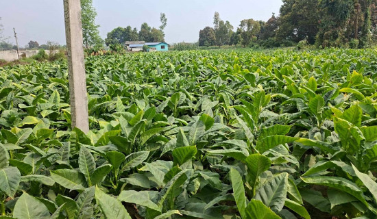 जुडिबेलाका महिला किसान सुर्ती खेतीतर्फ आकर्षित