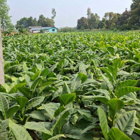 ‘राइड सेयरिङ’ भाडामा ठगिन्छन् यात्रु