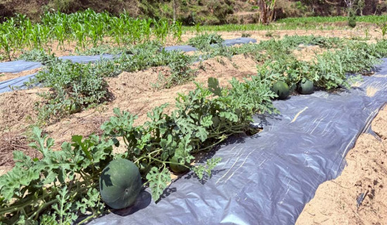 आँधीखोला किनारमा फल्यो तरबुजा