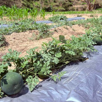 मुख्यमन्त्री र अर्थमन्त्री  एउटै दलको नहुँदा पश्चात्ताप