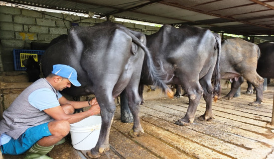 मासिक १० लाखको दूध बिक्री