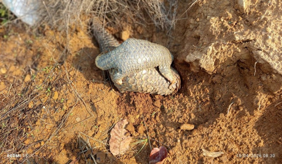 सिरुवा पर्वले सद्भाव र सांस्कृतिक एकताको सन्देश दिन्छ : मुख्यमन्त्री कार्की