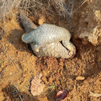 बाँसुरीको महत्व बुझाउन बाजा प्रदर्शनी