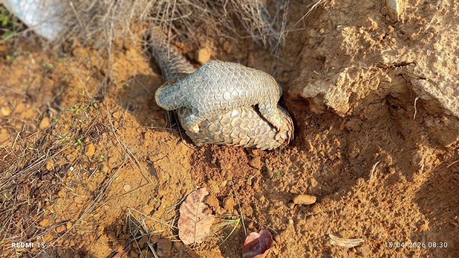 लोपोन्मुख बच्चासहितको सालक फेला