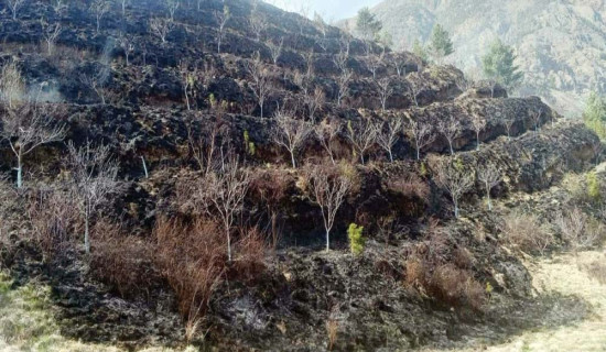 स्याउ बगैँचामा आगलागी