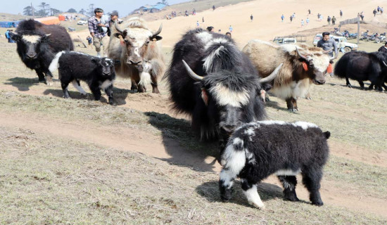 चौँरी महोत्सवमा दोब्बर पर्यटक