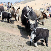 उद्घाटन हुँदै पाँच हजार क्षमताको लुम्बिनी अन्तर्राष्ट्रिय सभाहल