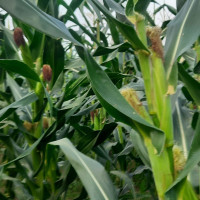 उम्मेदवारको क्षमता पहिचान गर्ने कसरतमा मतदाता