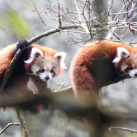 रोजगारी दिँदै हातेकागज उद्योग