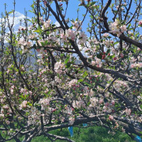 टोल विकास संस्थालाई निर्माण उपभोक्ता समितिको कामको जिम्मा