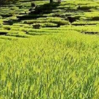 सहिद भीमनारायण गोल्डकप जेठ ३ देखि हुने