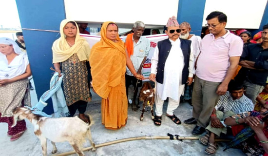 जानकीका अतिविपन्न परिवारलाई उन्नत जातका बाख्रा वितरण