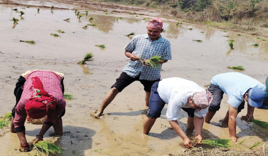 तुलसीपुरमा पहिलो पटक चैते धान