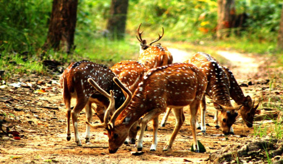 नारायणगढ–बुटवल सडकखण्ड : चौँतिस पुल र कल्भर्ट निर्माण