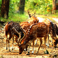 सङ्खुवासभामा ११ परीक्षण गर्दा ८ जनामा कोरोना पोजेटिभ