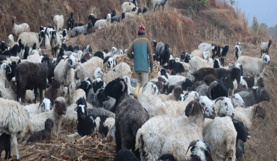 विधेयक पारित भएपछि  दीप प्रज्वलन