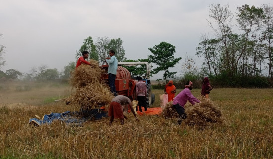 थ्रेसरले बदल्यो गहुँ दाउनी परम्परा