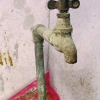 रानीवनमा वृक्षारोपण