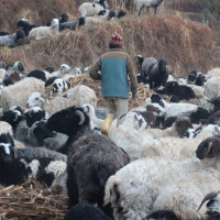 भारत–चीन जोड्ने सडक कालोपत्र गर्न ५० करोड विनियोजन