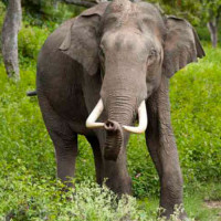 प्रतिकूल मौसमका कारण हवाई उडान प्रभावित