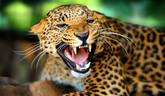 इलाममा चितुवाको आक्रमणबाट २ जना घाइते