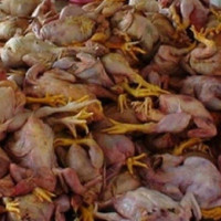 सेनामा सेवा गर्न प्रेरित गर्ने अभिभावक सम्मानित