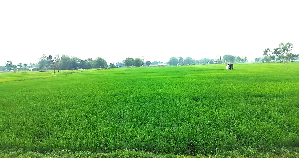 हरियाली चैते धान