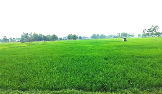 हरियाली चैते धान