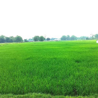 आर्थिक वर्षलाई सूचना प्रविधि दशकको प्रस्थान वर्षको रूपमा अगाडि बढाइने