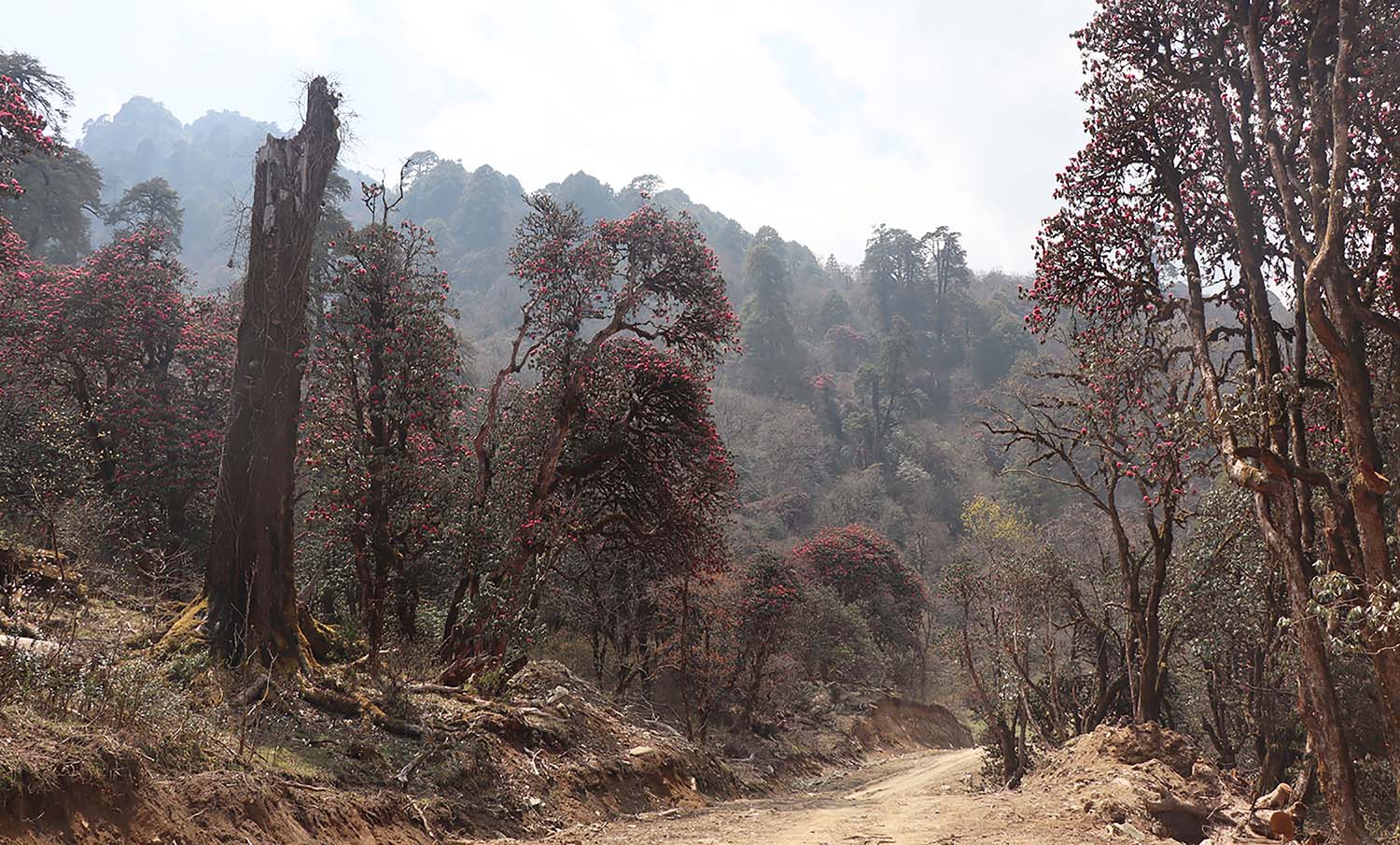 लालीगुराँस