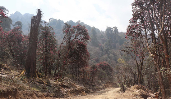 द्वन्द्वपीडित परिवारद्वारा  प्रदर्शन (फोटो फिचर)