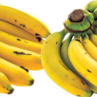 पारा तेक्वान्दो ‘क्विन’ पलेशा