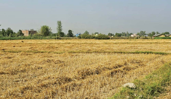 नल, पराल जलाउँदा बिग्रँदै माटो