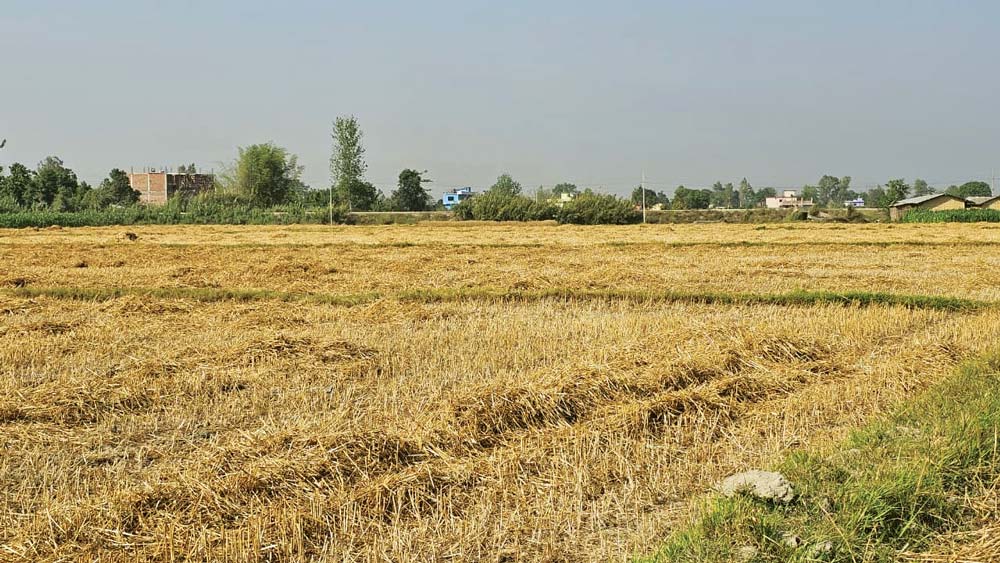 नल, पराल जलाउँदा बिग्रँदै माटो