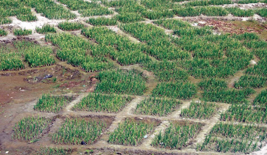 पारा तेक्वान्दो ‘क्विन’ पलेशा