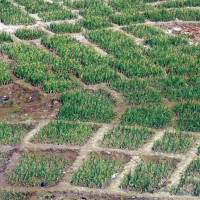 गृह श्रमिकको पहिचान स्थापित गर्न जोड