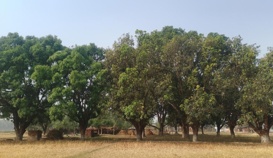 मधुवा रोगको समस्याले किसान चिन्तित