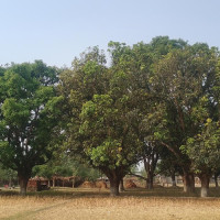 यस्तो छ आजका लागि तय भएको विदेशी मुद्राको विनिमयदर