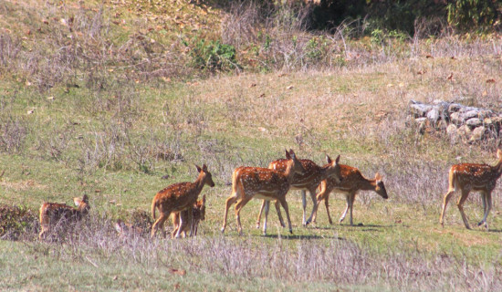 नागेश्वर सामुदायिक वन, योजना अभावमा ओझेलमा