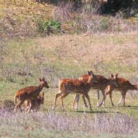 यस्तो छ आजका लागि तय भएको विदेशी मुद्राको विनिमयदर
