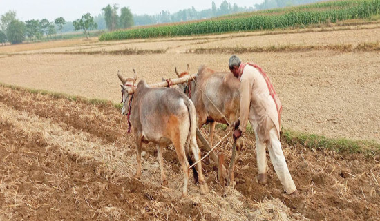 इन्धनको भाउ बढेपछि हलगोरुले खेती