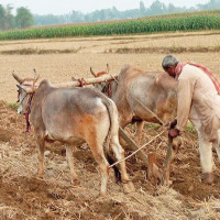 १०० वर्ष अघिको गोर्खापत्र