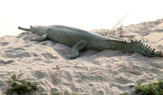 तीन नदीमा अन्डा दिँदै दुर्लभ घडियाल