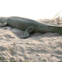 बाजुरामा सुनसान बन्दै विद्यालय